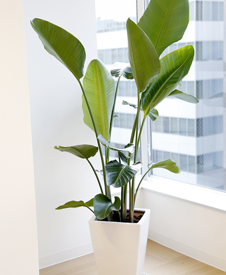 画像:観葉植物