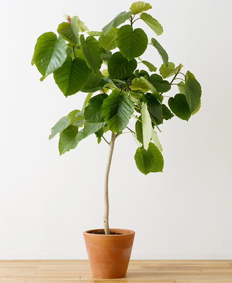画像:観葉植物