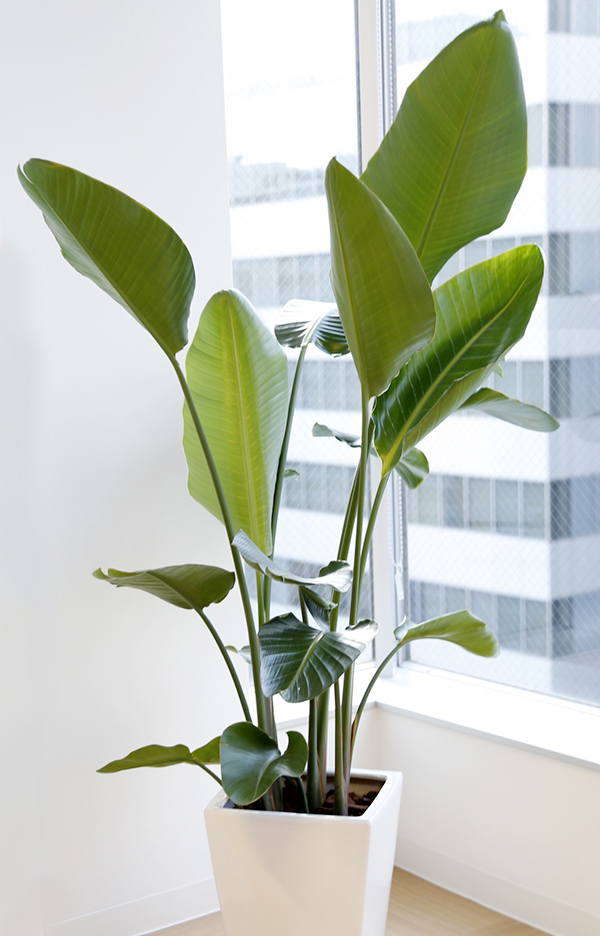 画像:観葉植物レンタル