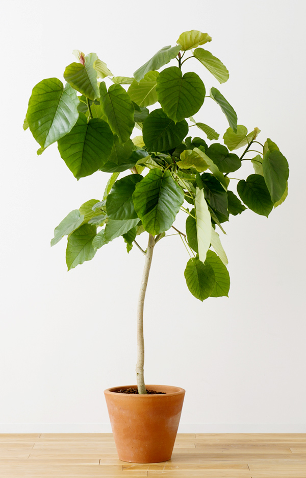 画像:観葉植物レンタル